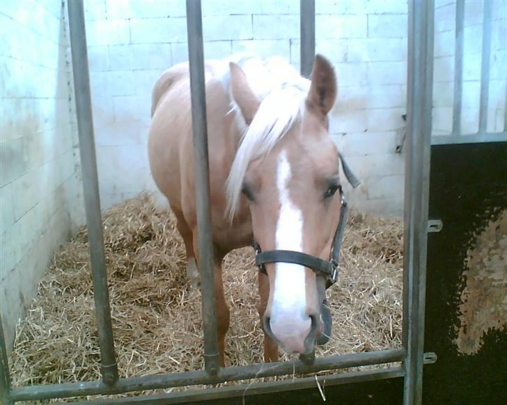 Palomino Golden Casanova - Den Dejlige Dreng i Boksen da han var ved at blive tilredet(før Rikke købte ham) billede 18