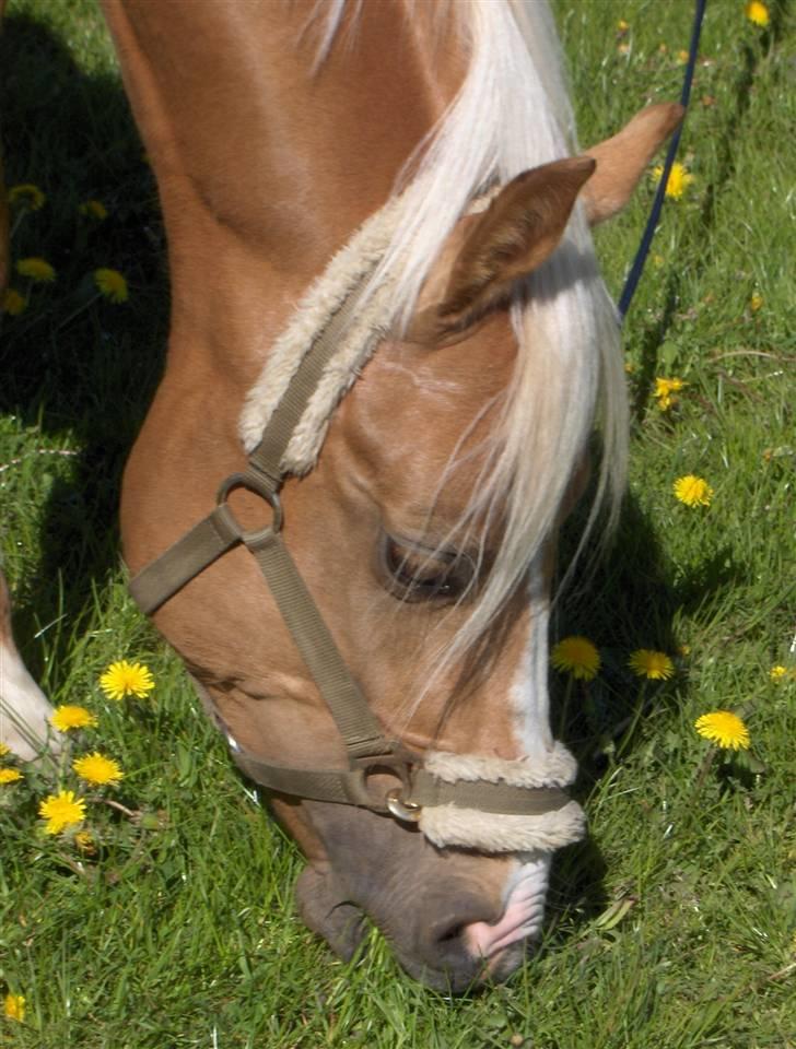 Palomino Golden Casanova - Mums Græs :)<33 billede 20