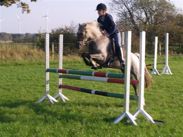 Welsh Pony (sec B) Låddenhøjs Medina SOLGT billede 20