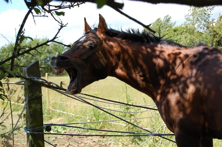 Arabisk fuldblod (OX) Misbi - Er du træt skat ? Fotograf: C´M - Kamera: NikonD40 billede 4