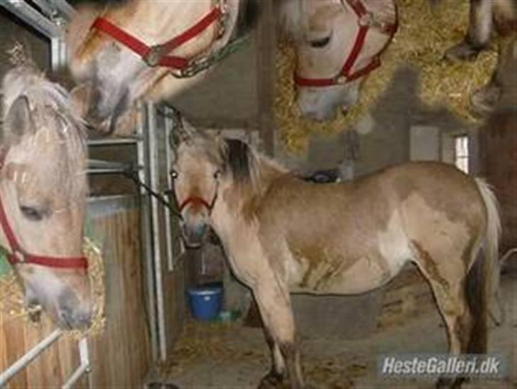 Fjordhest vicky billede 10