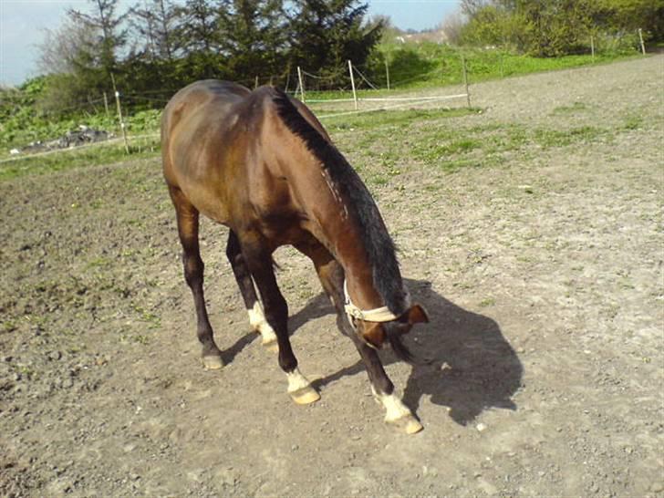 Arabisk fuldblod (OX) Misbi - Ibbermand(; billede 7