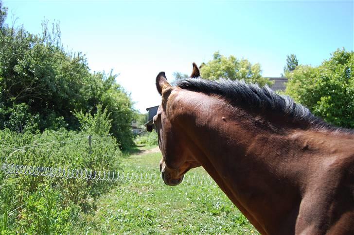 Arabisk fuldblod (OX) Misbi - Det myggestik er da rimelig tydeligt? Fotograf: C´M - Kamera: Nikon D40 billede 9