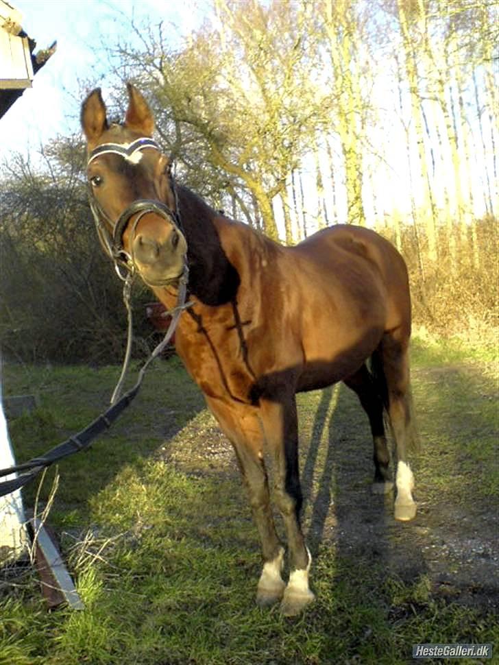 Arabisk fuldblod (OX) Misbi - Hvor er du bare dejlig (: billede 10