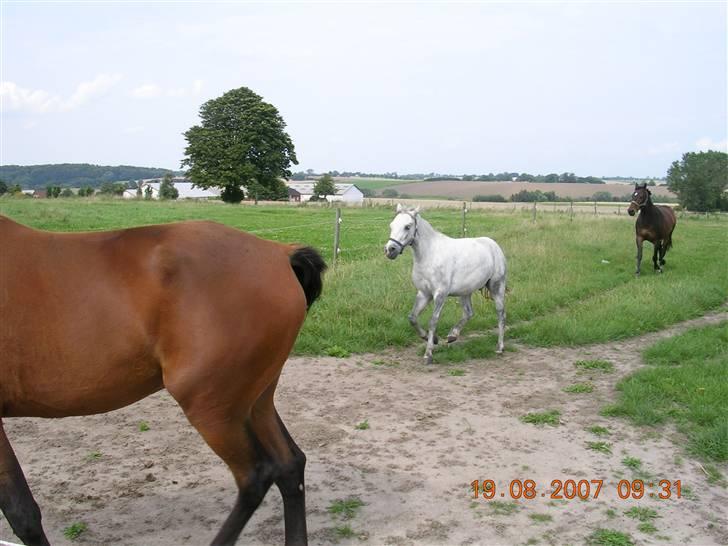 Anden særlig race Hannibal  *SOLGT* billede 6