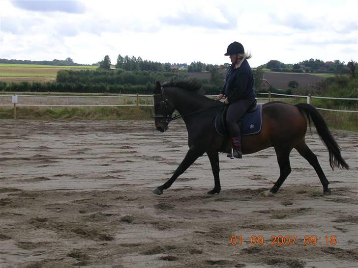 Anden særlig race Picasso "solgt" - Picasso i galop..... billede 9