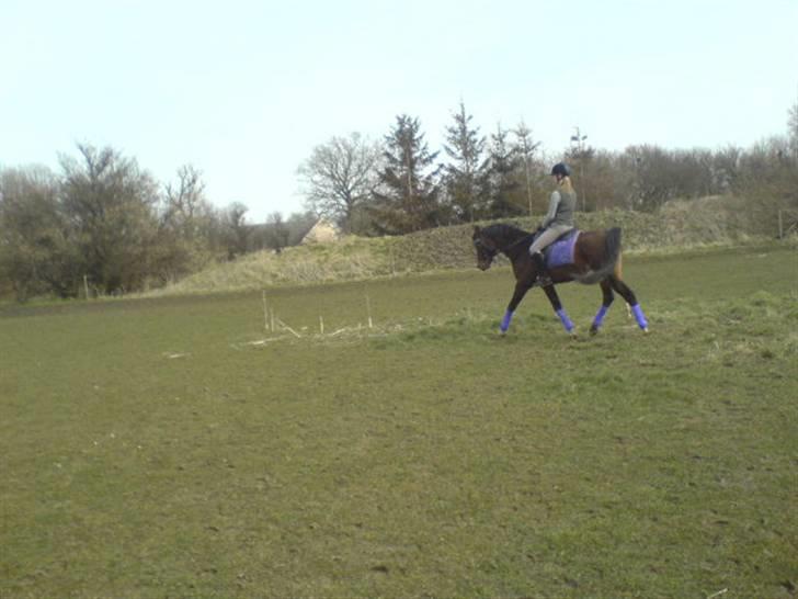 Arabisk fuldblod (OX) Misbi - Ude at ride :D Første gang efter en uges pause... billede 11