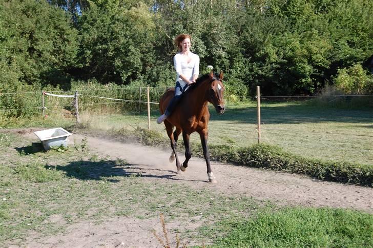 Arabisk fuldblod (OX) Misbi - Hvad laver mit ben lige ? xD Fotograf: A.F. - Kamera: NikonD40 billede 12