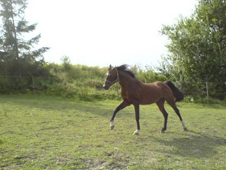 Arabisk fuldblod (OX) Misbi billede 15