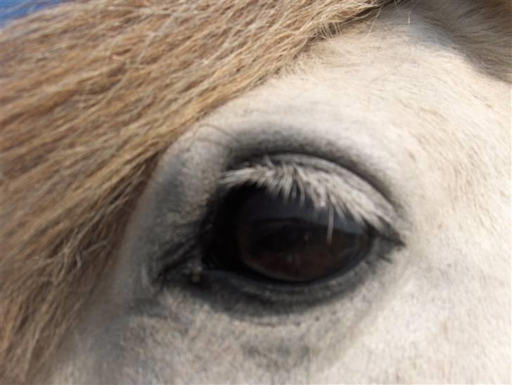 Shetlænder Pio *SOLGT* - sikke et smukt øje 18/8-07 billede 6