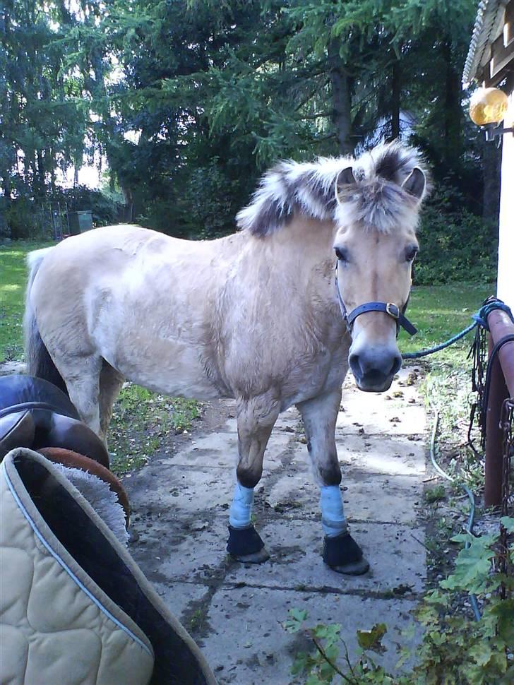 Fjordhest Silvia.. R.I.P - Silvia <3  Foto: Mig billede 19