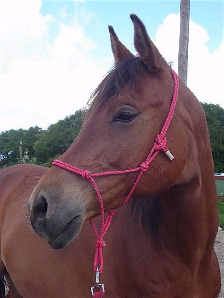 Arabisk fuldblod (OX) Gismo OX billede 1