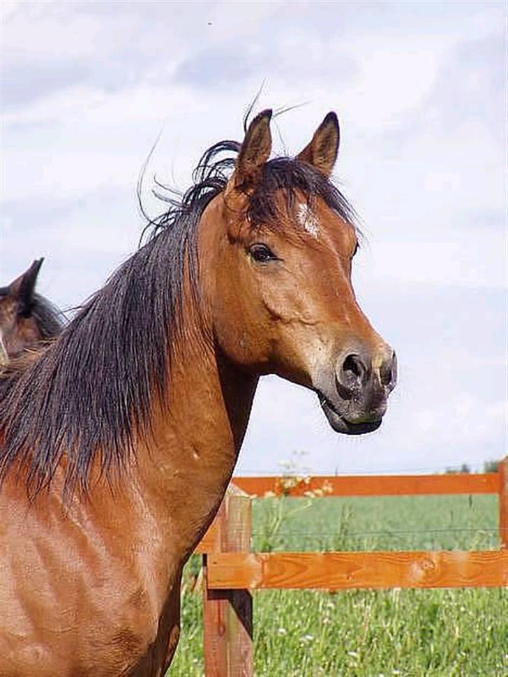 Arabisk fuldblod (OX) Gismo OX billede 2