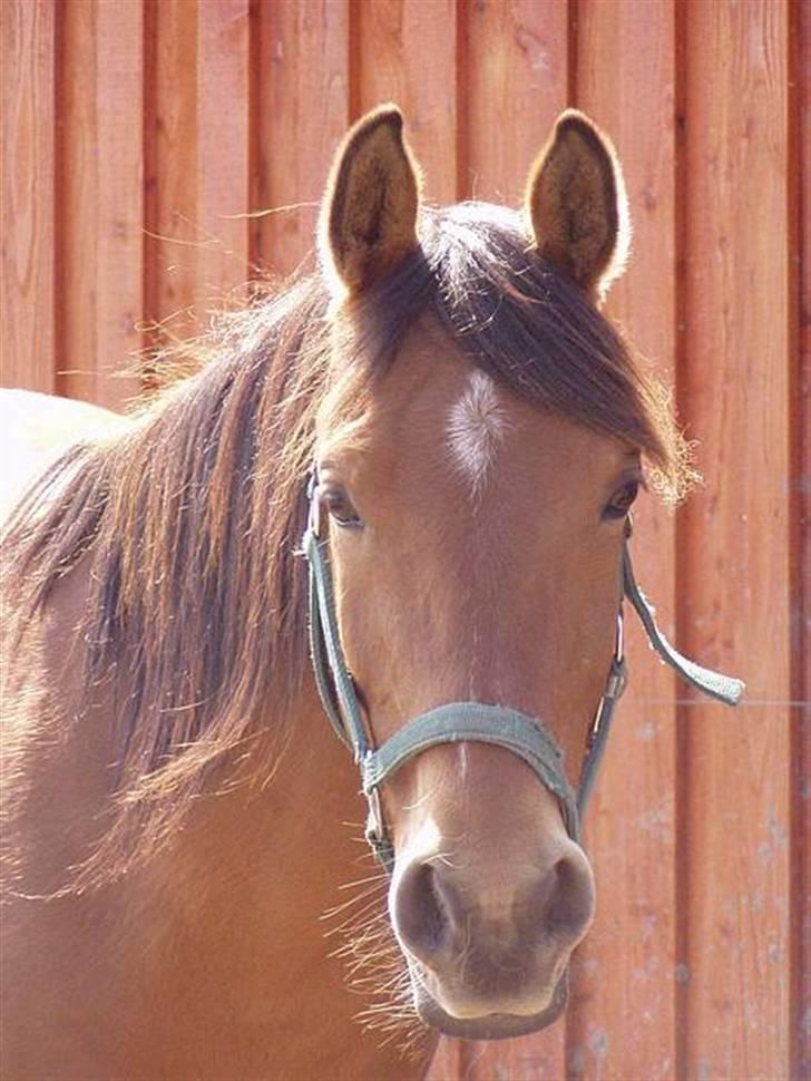 Arabisk fuldblod (OX) Gismo OX billede 3