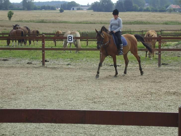 Arabisk fuldblod (OX) Gismo OX billede 6