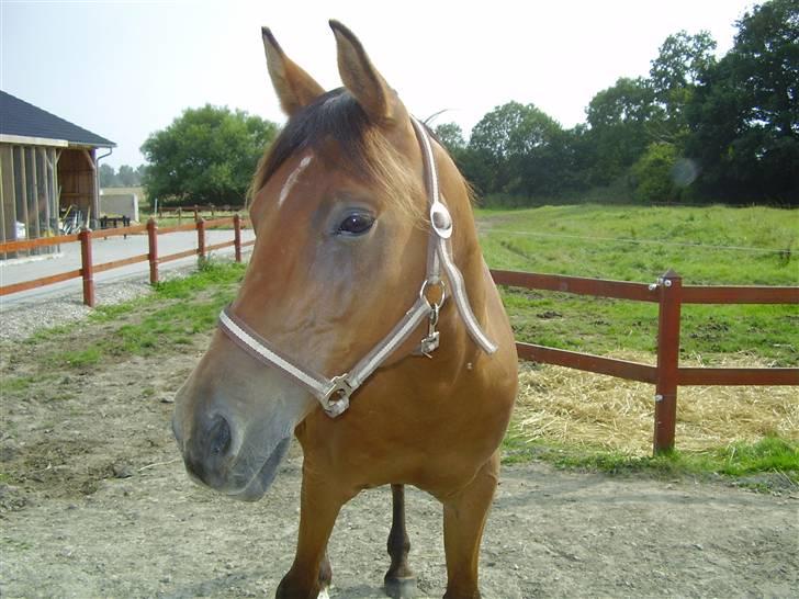 Arabisk fuldblod (OX) Gismo OX billede 8