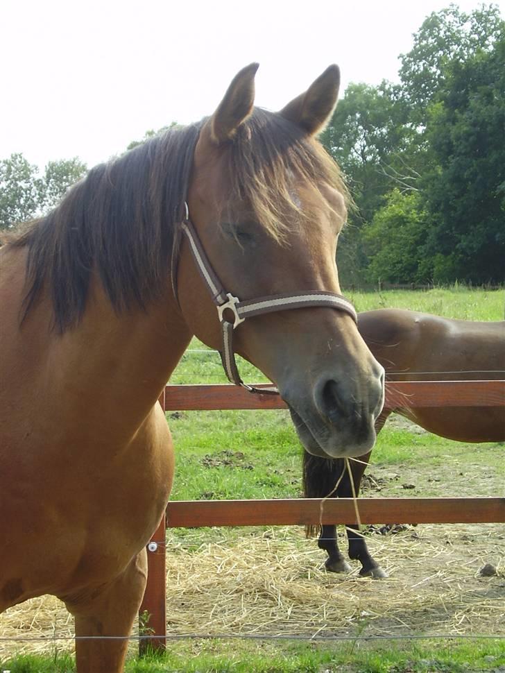 Arabisk fuldblod (OX) Gismo OX billede 9