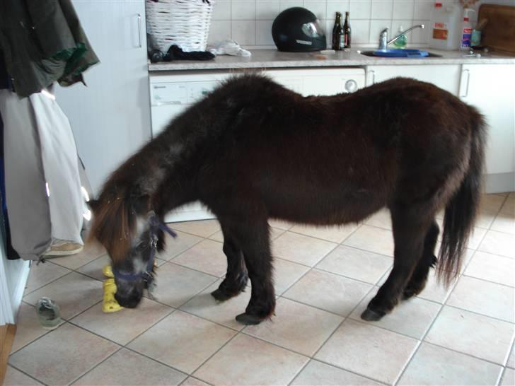 Shetlænder / Mini - Trunte - Ups undskyld moar    billede 20