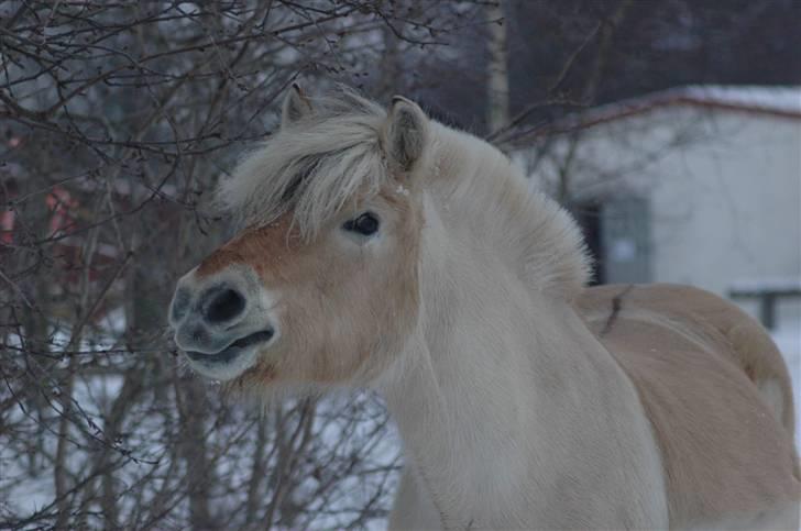 Fjordhest Heica  - Min dejlige pony Heica! Jeg elsker hende! <3 Ftot: Ida Elbo/mig? :b billede 19