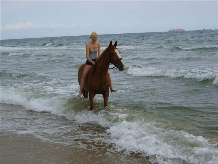 Zangersheide Grido Alfarvad z - Stranden juli 2008 :b billede 5