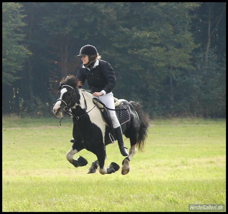 Irish Cob Rain  billede 13