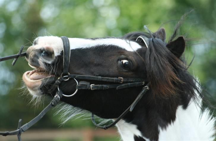 Irish Cob Rain  - <3 billede 16