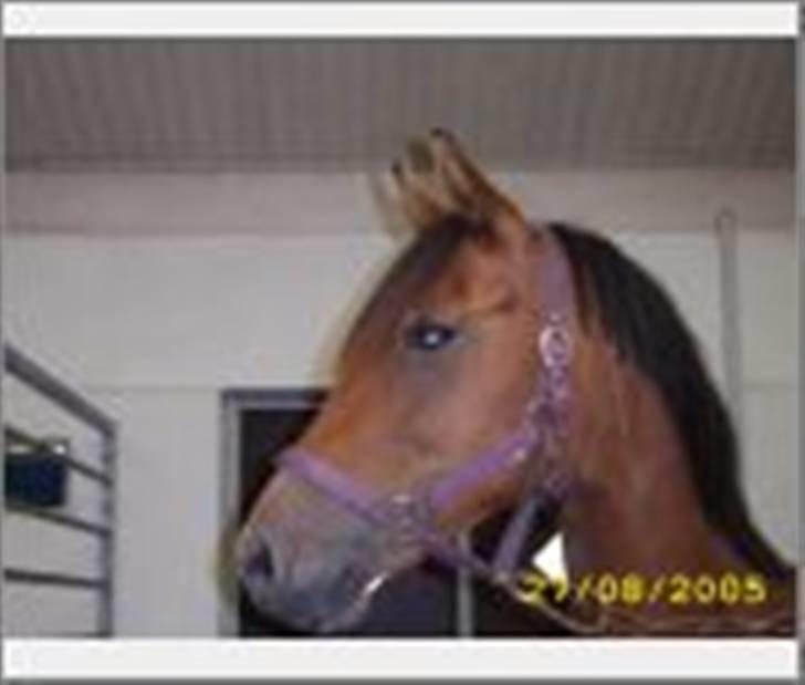 Dansk Varmblod Hindevadgård Madame  billede 8