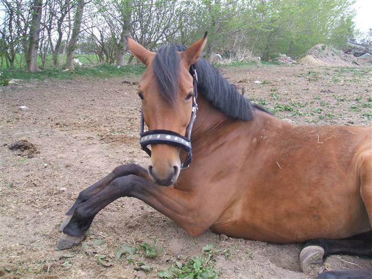 Dansk Varmblod Hindevadgård Madame  billede 9