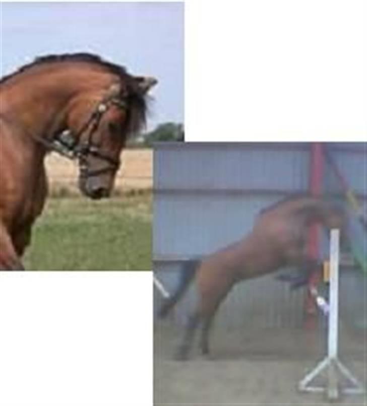 Dansk Varmblod Hindevadgård Madame  billede 10