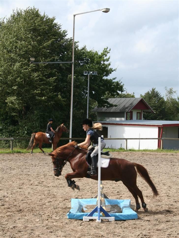 New Forest Prins, solgt - prins SPRINGER over vandgraven:b billede 18