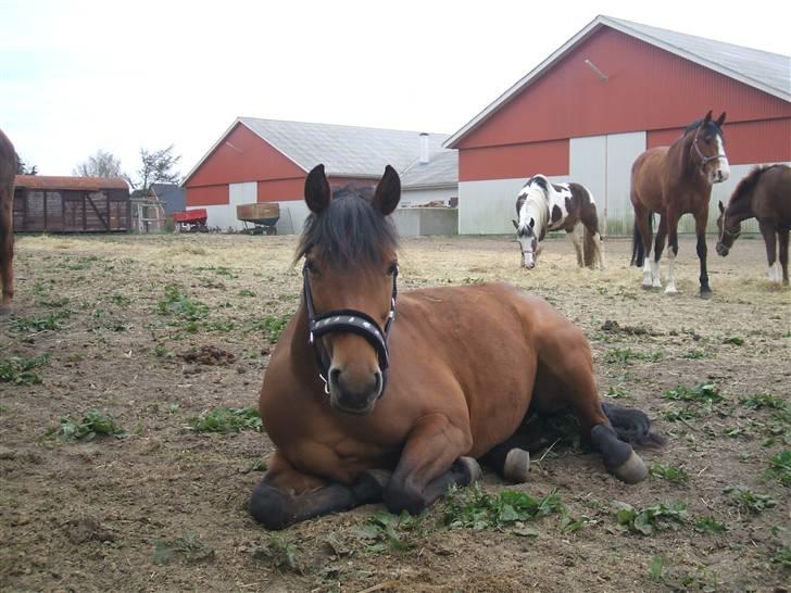 Dansk Varmblod Hindevadgård Madame  billede 12