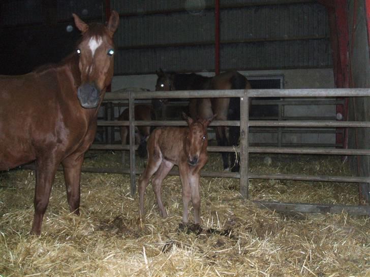 Anden særlig race Bonnie billede 17