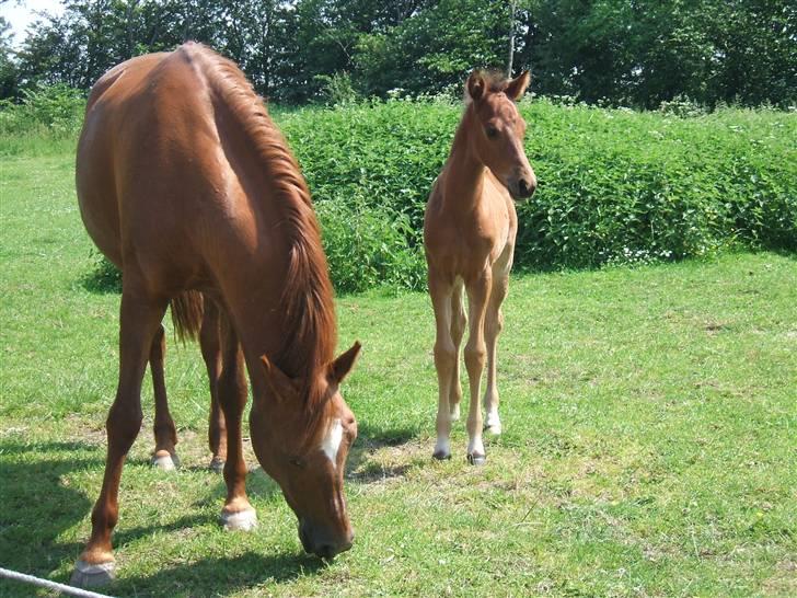 Anden særlig race Bonnie billede 18