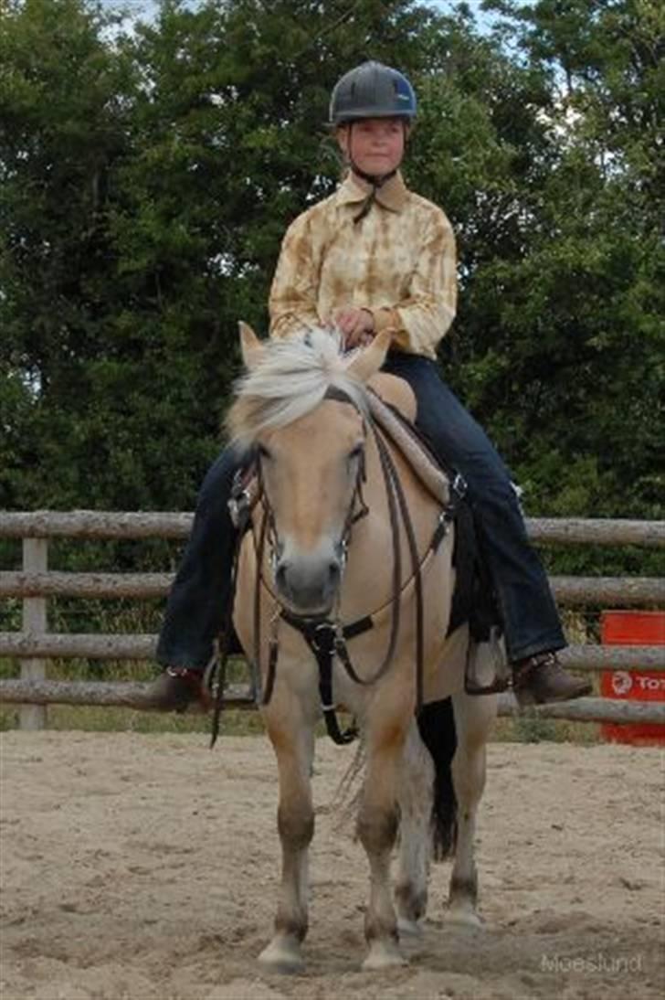 Fjordhest Mads (solgt) - ALLE BILLEDER ER PRIVATE OG SKAL NETOP IKK KOPIRES !!!!!!! Tak !  stævne over i vivild 2008 2-4 Maj (Pole Bending 1 plads) billede 15