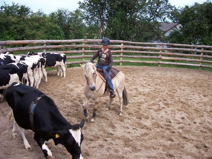 Fjordhest Mads (solgt) - ALLE BILLEDER ER PRIVATE OG SKAL NETOP IKK KOPIRES !!!!!!! Tak !  Mads og Mig til kalvetræning første gang vi driver kalve . .  :D billede 16