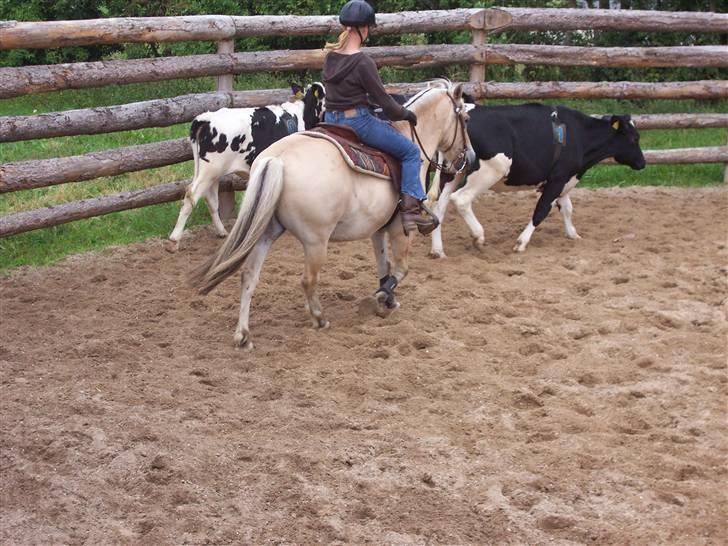 Fjordhest Mads (solgt) - ALLE BILLEDER ER PRIVATE OG SKAL NETOP IKK KOPIRES !!!!!!! Tak !  Mads og mig igen (samme dag) og det skal lige siges at tidliger hen er han altså blevet jaget af en kalve flok så havde slet ikke regnet med at han var så dygtig . .  billede 17