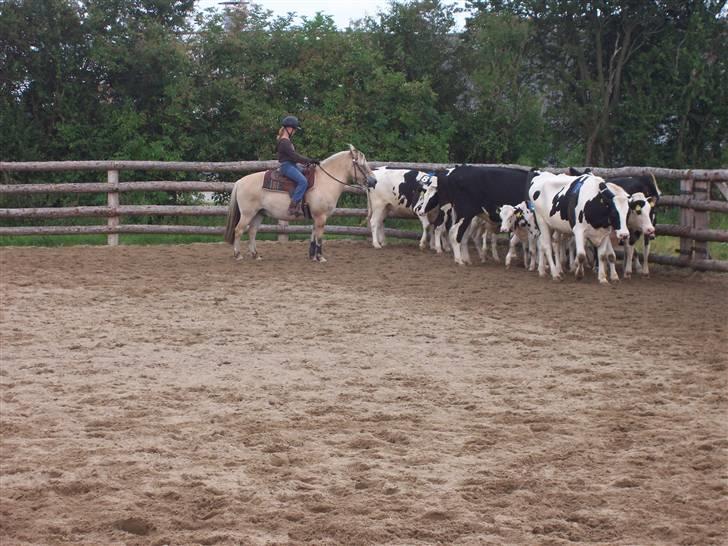 Fjordhest Mads (solgt) - ALLE BILLEDER ER PRIVATE OG SKAL NETOP IKK KOPIRES !!!!!!! Tak !  her skulle vi lige holde kalveflokken stille og finde den kalv vi skulle have væk fra de andre . .   billede 18