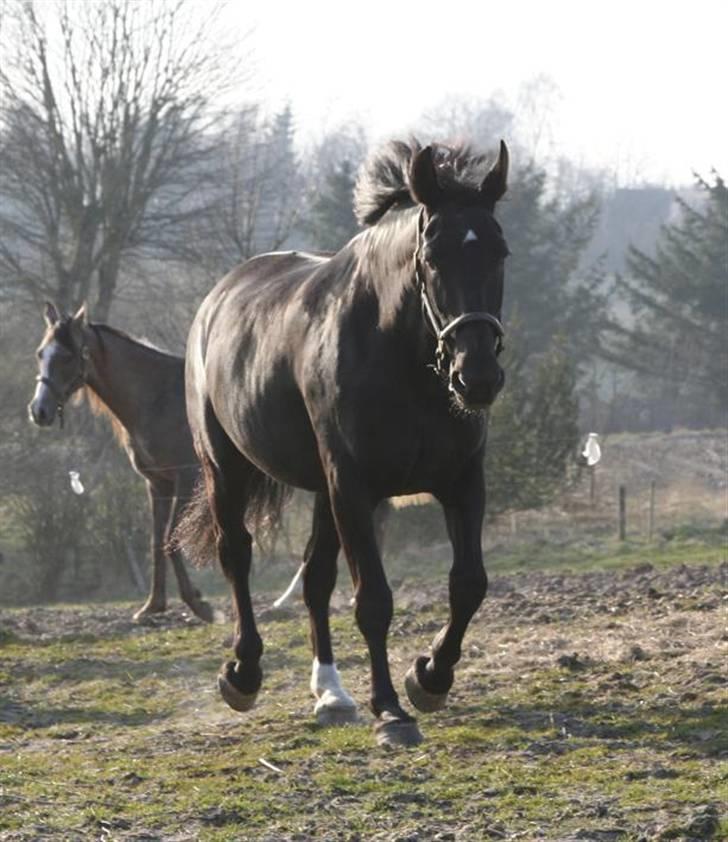 Oldenborg ¤Sweety¤Rider ikke mere¤ - uh hun er så flot billede 4