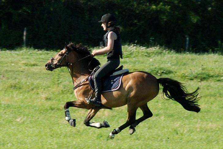 Anden særlig race Splint billede 8