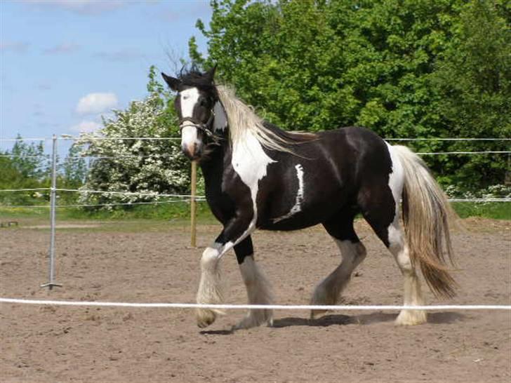 Tinker Louise SOLGT billede 1