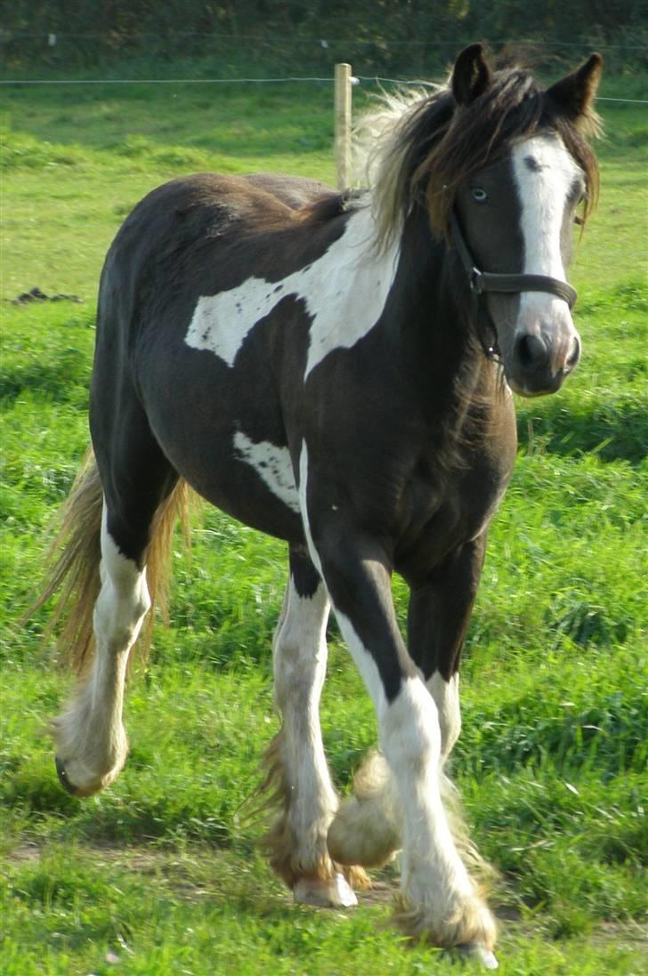 Tinker Louise SOLGT billede 3