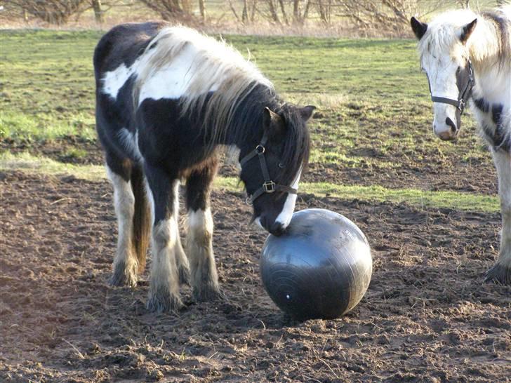 Tinker Louise SOLGT billede 5