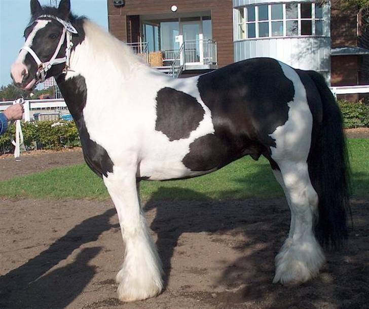 Tinker Louise SOLGT - Zorba, Louise´s far billede 6