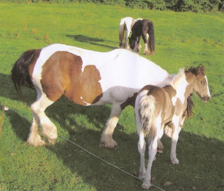 Tinker Louise SOLGT - Pernille med føl : Lille Louise billede 7