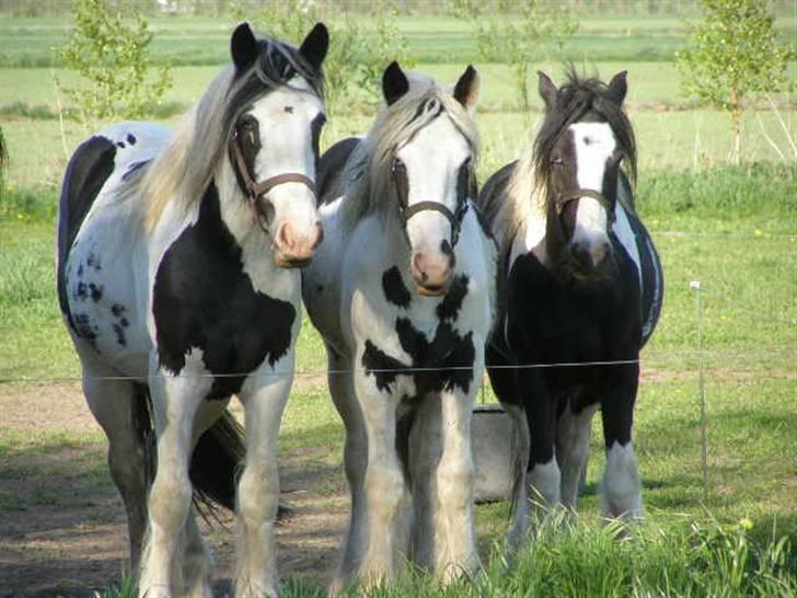 Tinker Louise SOLGT - Vera, Lilly og Louise. Alle har Zorba som far billede 8