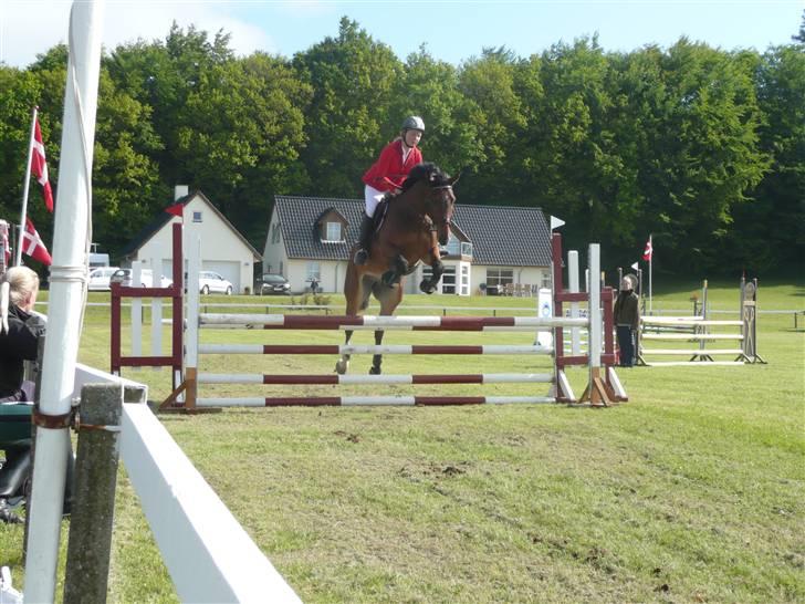 Dansk Varmblod Stejlbjerggaards Cyrillis - Morsø ULA søndag 2009 foto: Iza Krohn billede 16