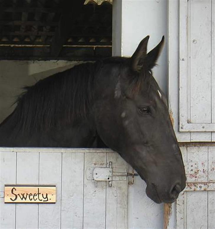 Oldenborg ¤Sweety¤Rider ikke mere¤ - Elsker det billede her, hun ser så dejlig ud! Taget af Louise Moltzen billede 6