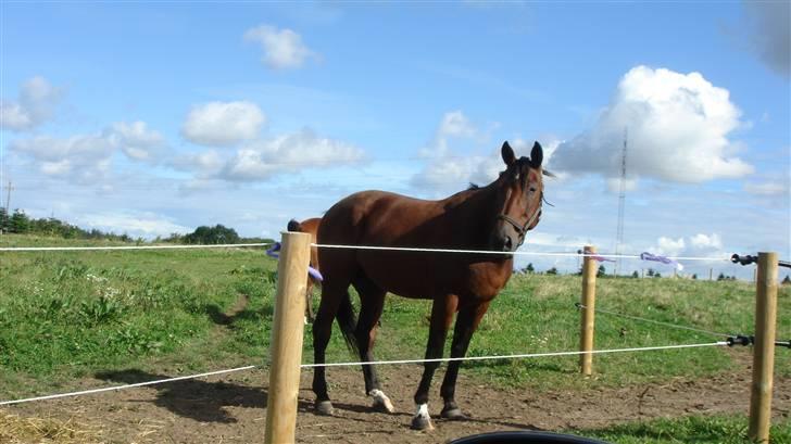 Traver Breaking the law R.I.P - Ævv nu gik mor billede 6