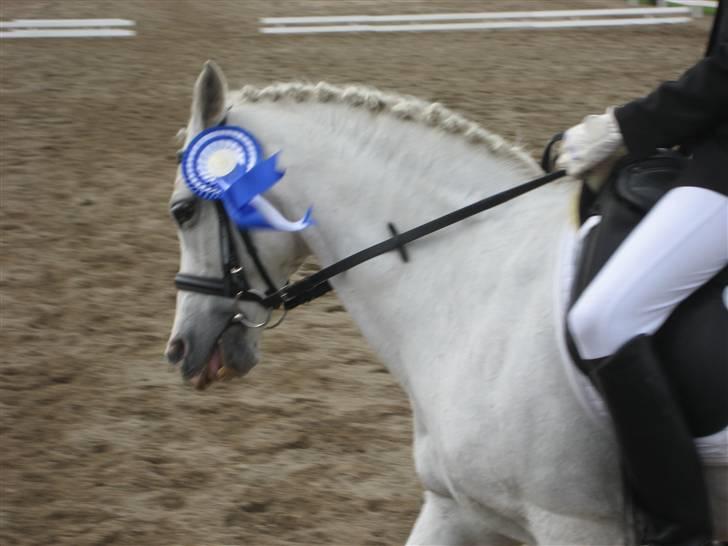 Welsh Pony af Cob-type (sec C) Melissa of gade  - distriktsmesterskab æresrunde..nr. 2!!<33 billede 11