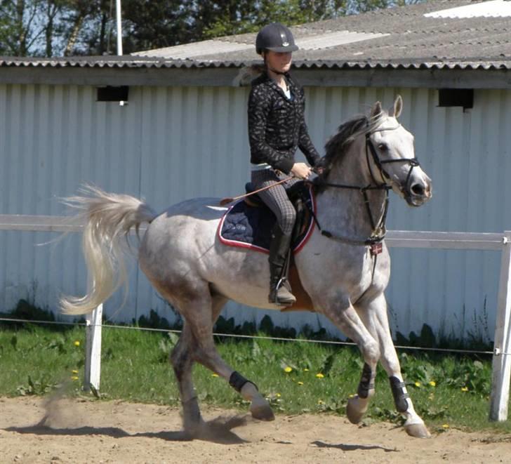 Anden særlig race | <3 Golden <3  - 5#  Golden og mig i galop :D<3 Dejligste powni :)<3 Foto: Pia l billede 5